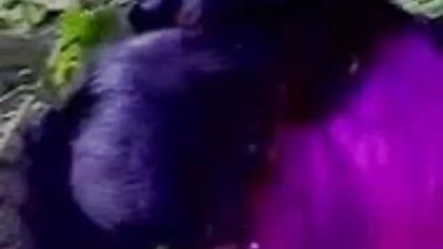 శృంగార ఆన్లైన్ నమోదు లేదు అభిలాషి