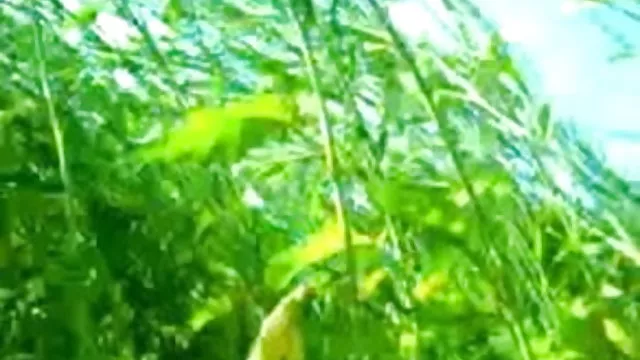 శృంగార ఆన్లైన్ నమోదు లేదు జంట హిందీ లో అటవీ